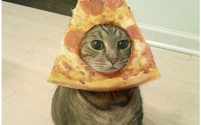 Pizza-cat or Cat-pizza?
